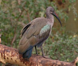 Hagedasch Ibis